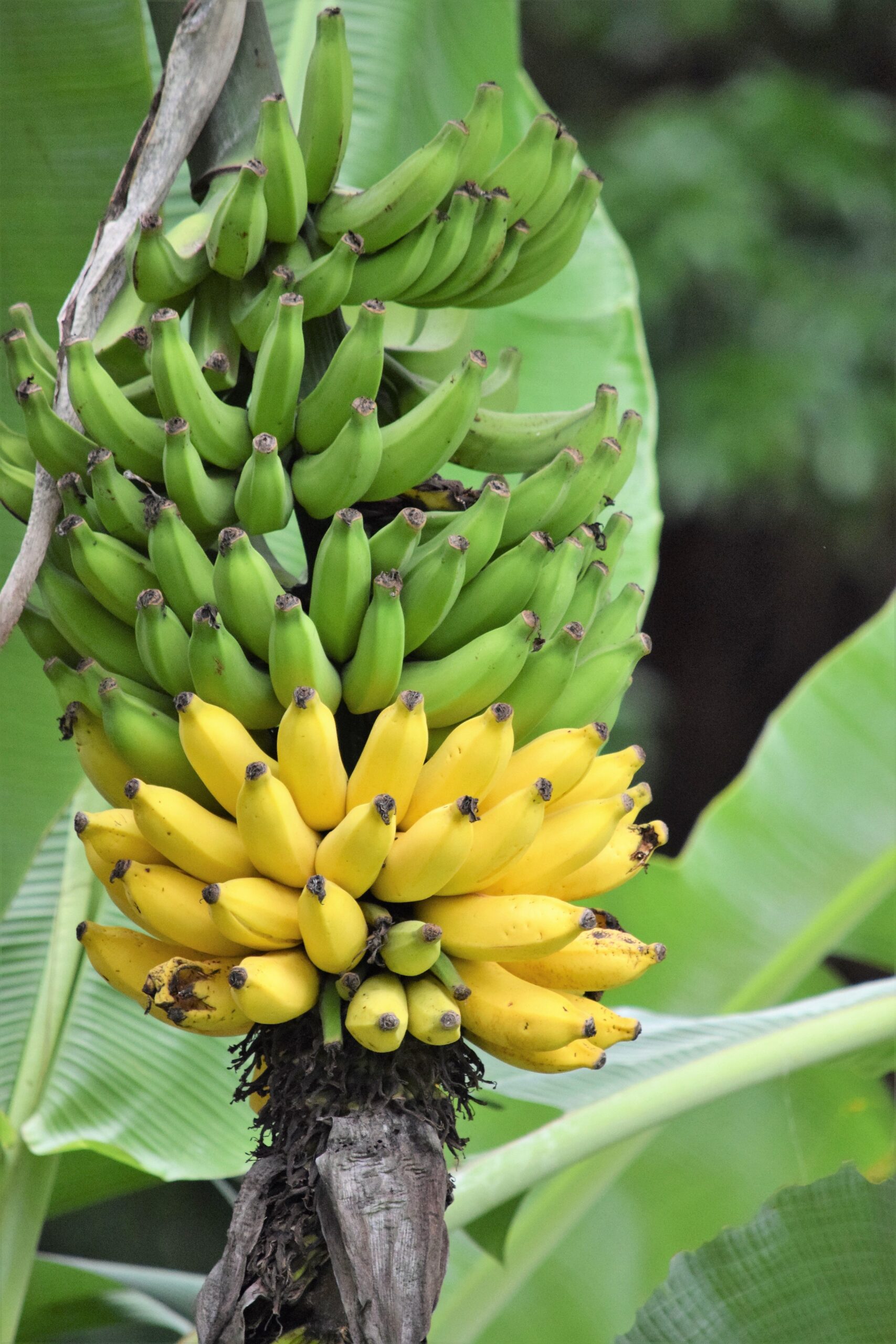 Fehlerkultur: Was eine Banane über gute Führung verrät